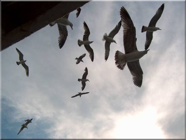 Istanbul-ADA 07.05.2006 Resimleri